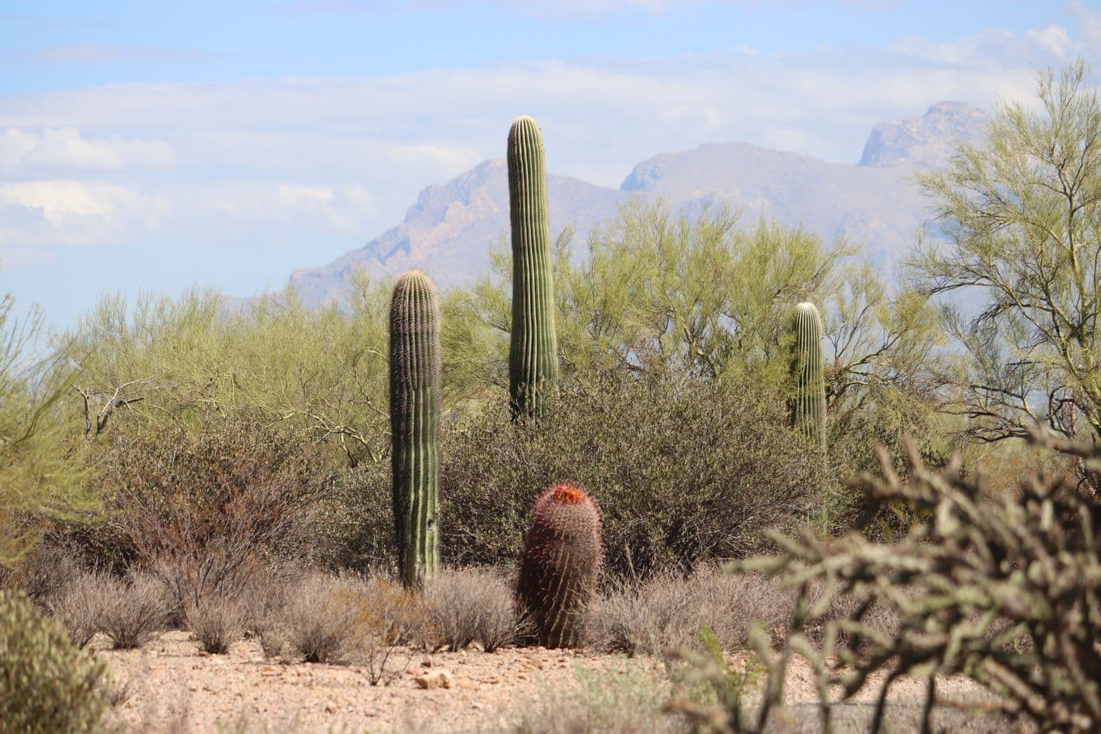 Saguaros in front of the Santa Catalina Mountains near Tucson